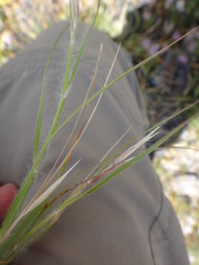 Danthonia unispicata