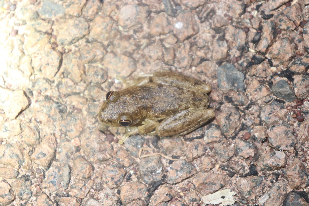 Western Laughing Tree Frog from Middle Point NT 0822, Australia on ...