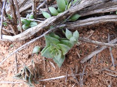 Crassula montana
