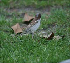 Passer domesticus
