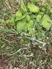 Brunnera macrophylla