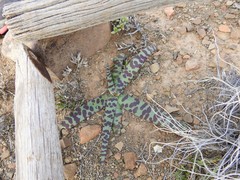 Ledebouria apertiflora
