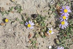 Felicia aethiopica