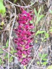 Anacamptis coriophora fragrans