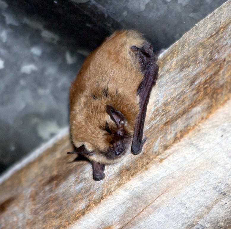 Dinelli's Myotis