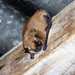 Dinelli's Myotis - Photo (c) ruben barquez, some rights reserved (CC BY-NC), uploaded by ruben barquez