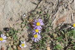 Felicia aethiopica