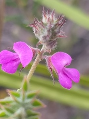 Indigofera alopecuroides