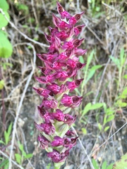Anacamptis coriophora fragrans