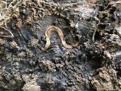 Bipalium pennsylvanicum