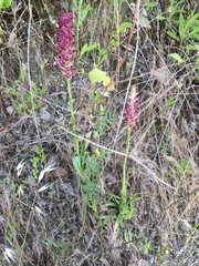 Anacamptis coriophora fragrans