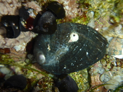 Haliotis cracherodii