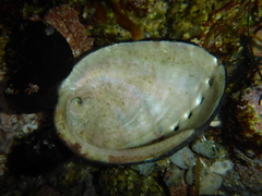 Haliotis cracherodii