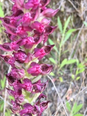 Anacamptis coriophora fragrans