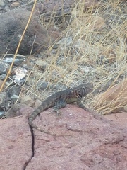 Sceloporus hunsakeri