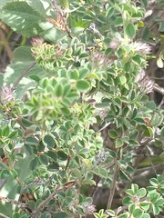 Indigofera alopecuroides