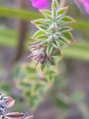 Indigofera alopecuroides