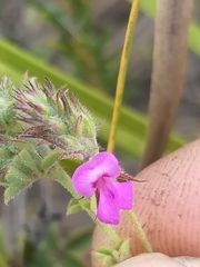 Indigofera alopecuroides