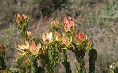 Leucadendron stelligerum