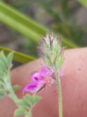 Indigofera alopecuroides