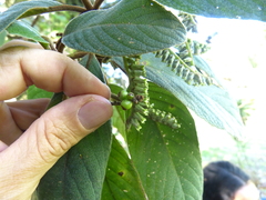 Heliotropium arborescens