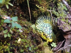 Abronia graminea