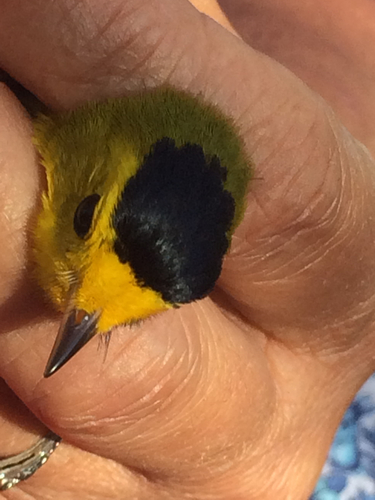 iNaturalist observation photo of Wilson's Warbler