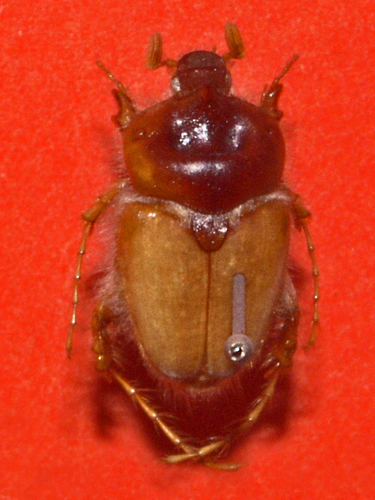 Pachypus caesus