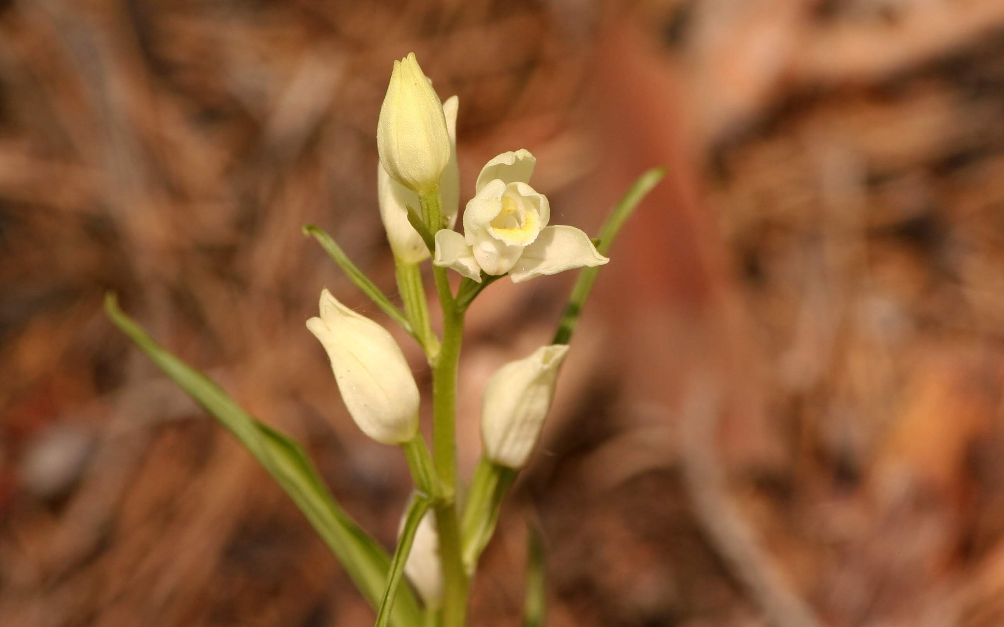 Cephalanthera