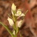 Cephalanthera - Photo (c) Nawis, algunos derechos reservados (CC BY-NC)