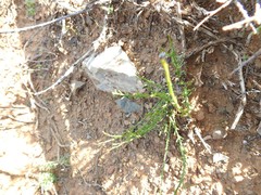 Lacomucinaea lineata