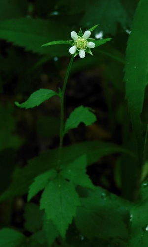 White avens (Geum canadense)