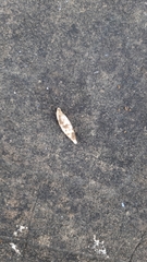 Papillifera papillaris