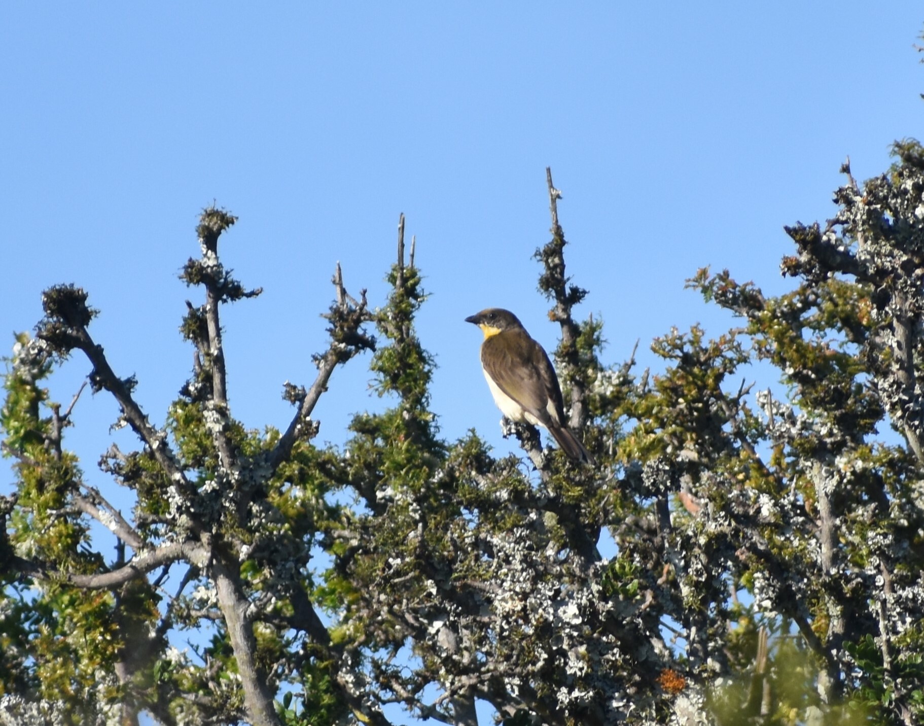 Greater Honeyguide (Indicator indicator)
