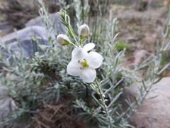 Gomphostigma virgatum