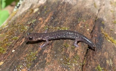 Plethodon wehrlei