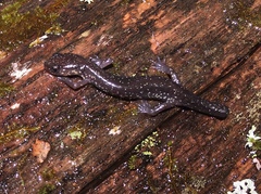 Plethodon wehrlei
