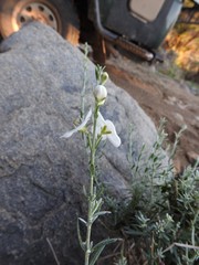 Gomphostigma virgatum