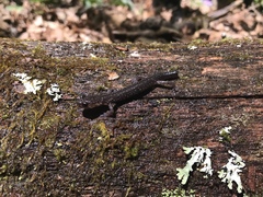 Plethodon wehrlei