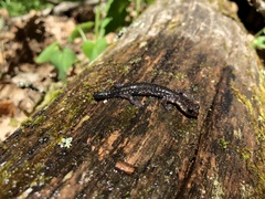 Plethodon wehrlei