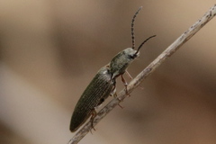 Dascilloidea
