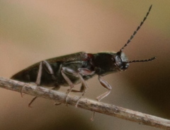 Dascilloidea