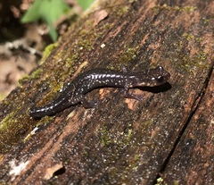 Plethodon wehrlei