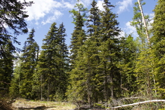 Picea jezoensis jezoensis