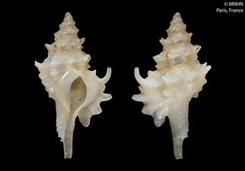 Leptotrophon