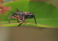 Apiomerus californicus