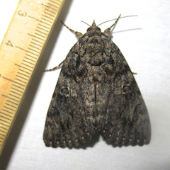 Catocala umbrosa