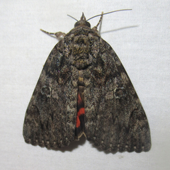 Catocala umbrosa