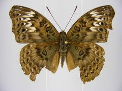 Euryphura chalcis chalcis