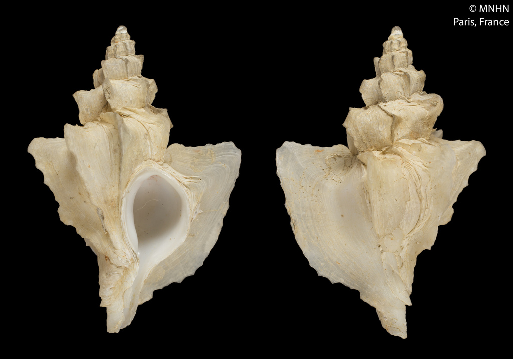 Nipponotrophon